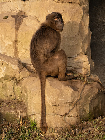 Gelda Monkey
