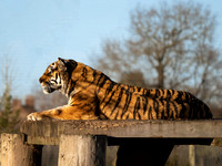 Amur Tiger Tschuna