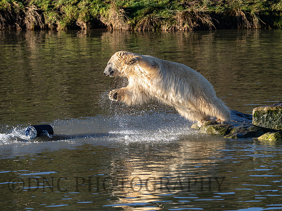 Polar Bear
