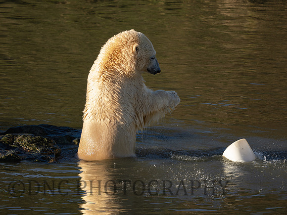 Polar Bear