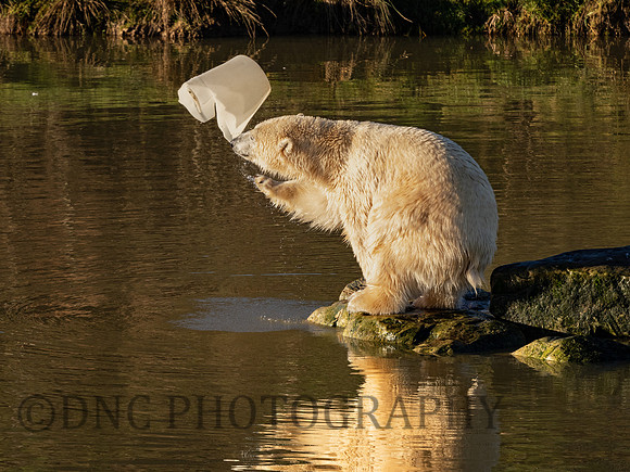 Polar Bear throws bucket