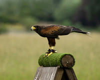 Eagle