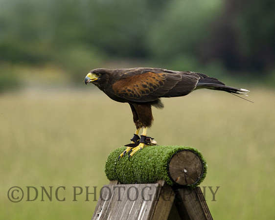 Eagle