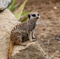 Meerkat