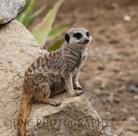 Meerkat