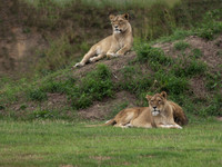 Lions .