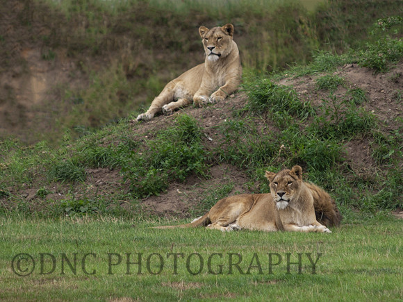 Lions .