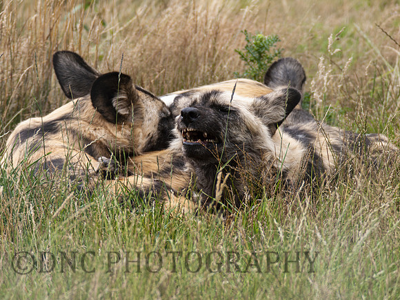 Painted Dogs