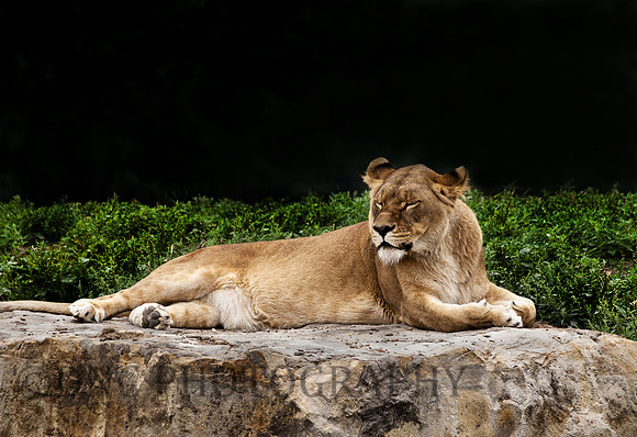 Lion