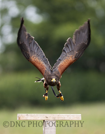 Eagle