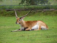Kafue Flats lechwe