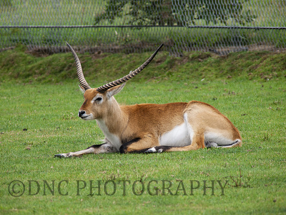 Kafue Flats lechwe