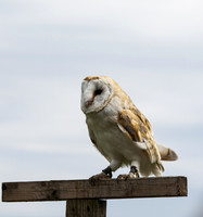 Barn Owl