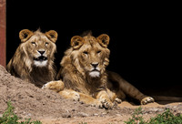 Lions