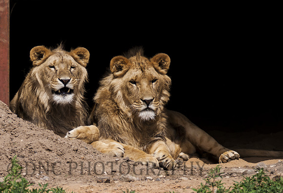 Lions