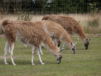 Kafue Flats lechwe