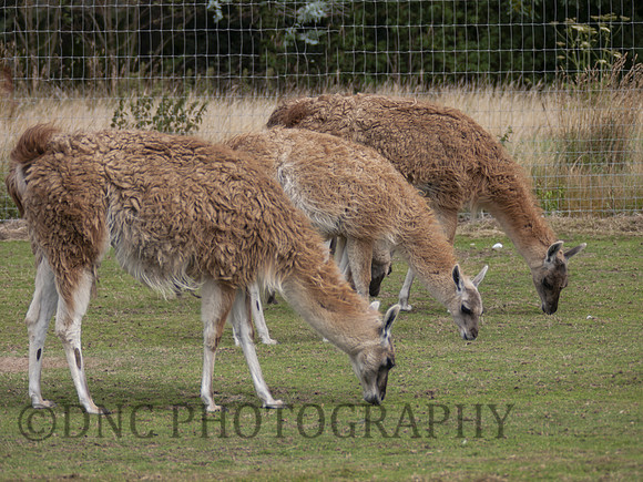 Kafue Flats lechwe