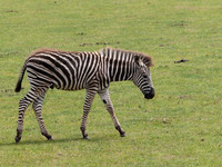 Grey's Zebra