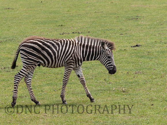 Grey's Zebra