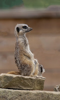 Meerkat on look out