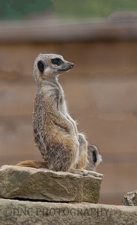 Meerkat on look out