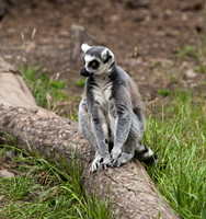 Ring-tailed lemurs
