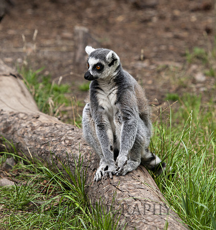 Ring-tailed lemurs