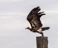 Vulture