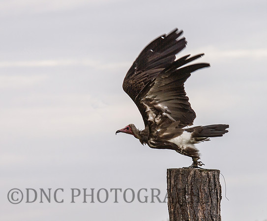 Vulture