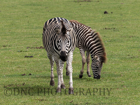 Grey's Zebra
