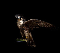 Falcon