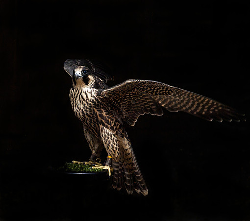 Falcon