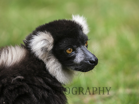 Black & White Ruffed Lemur