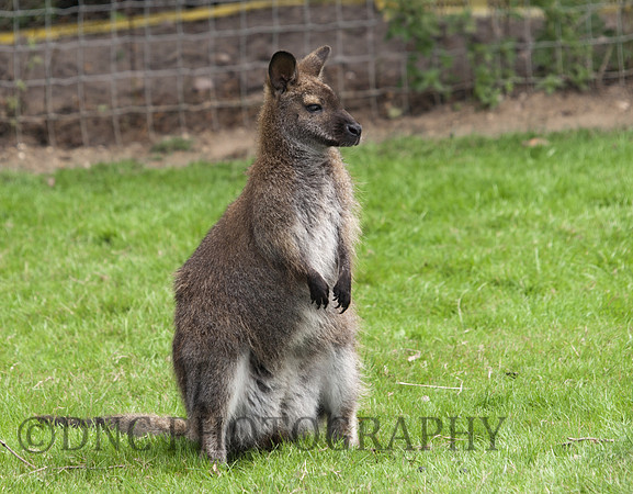 Bennett's Wallaby