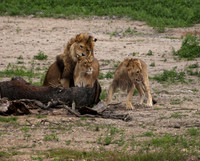Lions ,
