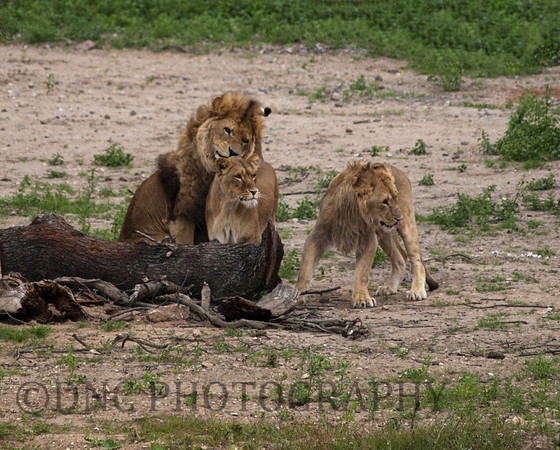 Lions ,