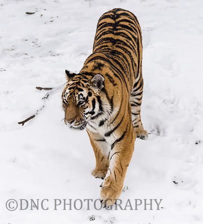 Amur Tiger