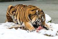 Amur Tiger