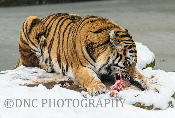 Amur Tiger