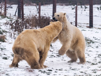 Polar Bears