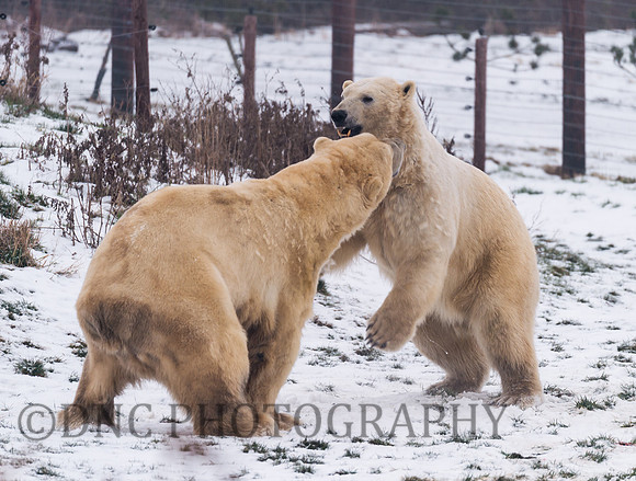 Polar Bears