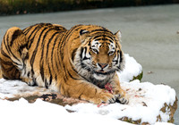 Amur Tiger