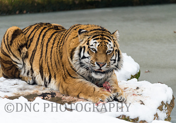 Amur Tiger