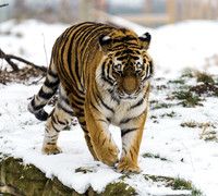 Amur Tiger