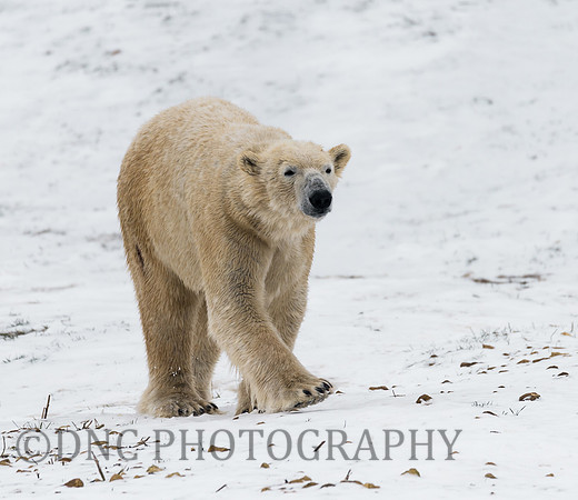 Polar Bear