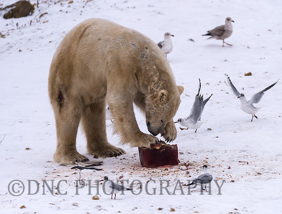 Polar Bear