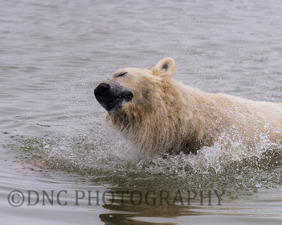 Polar Bear
