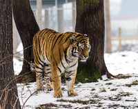 Amur Tiger
