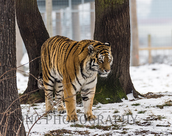 Amur Tiger
