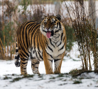 Amur Tiger